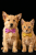 2942c582d44a7e14680b0eae259a0496.png